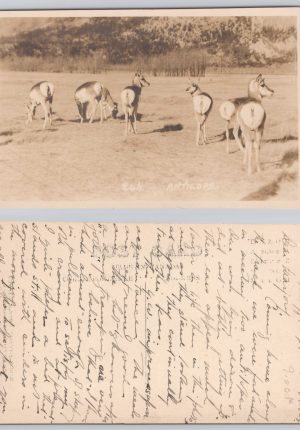 Banff Alberta Pronghorn "Antelopes" RPPC 1920s Postcard